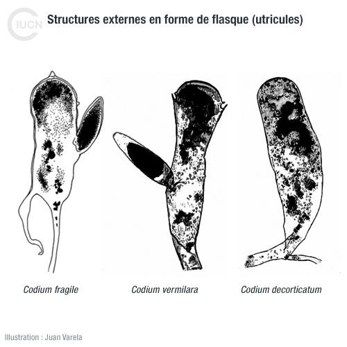 Codium fragile sp. fragile Similar Species (0010) FR