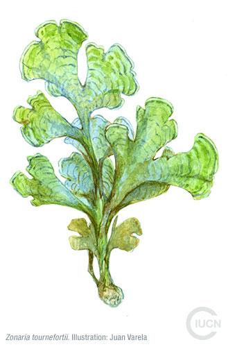 Stypopodium schimperii Similar Species (0010) TR