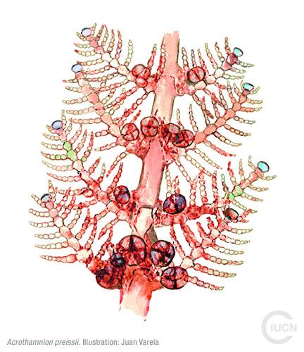 Womersleyella setacea Similar Species (0010) TR