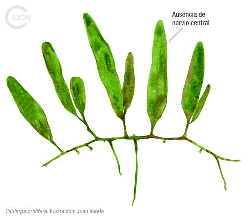 Halophila stipulacea Similar Species (0010) ES