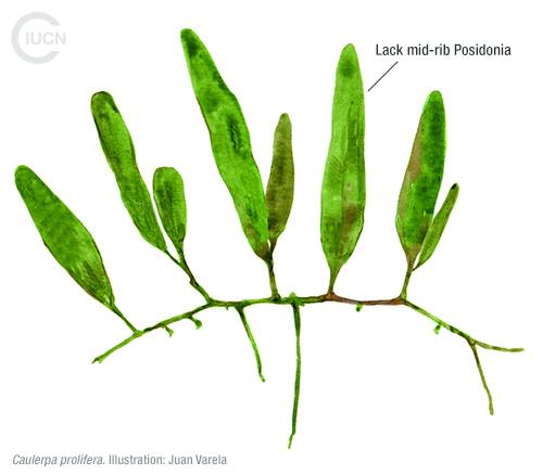 Halophila stipulacea Similar Species (0010) TR