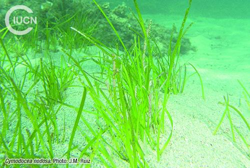 Halophila stipulacea Similar Species (0020) TR