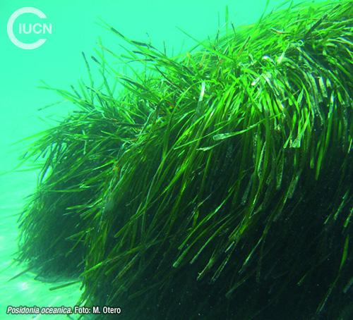 Halophila stipulacea Similar Species (0030) ES