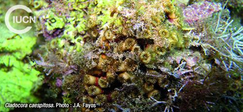 Oculina patagonica Similar Species (0010) FR