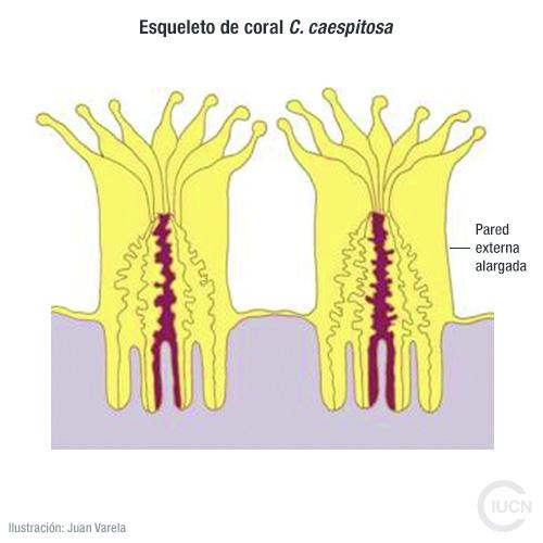 Oculina patagonica Similar Species (0020) EL