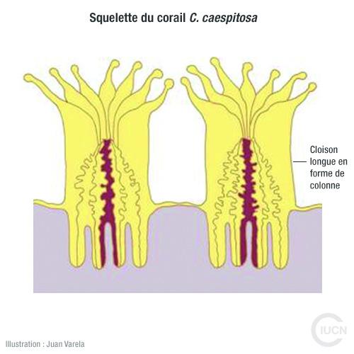 Oculina patagonica Similar Species (0020) FR