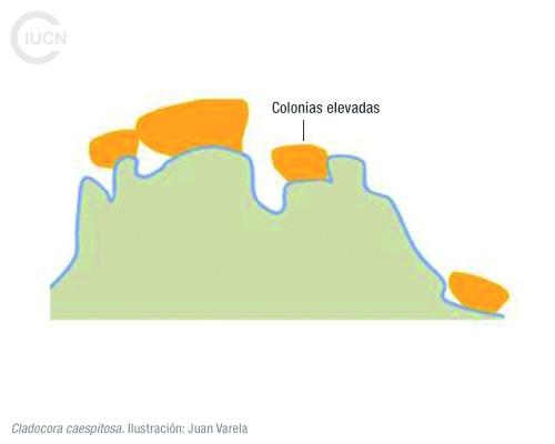 Oculina patagonica Similar Species (0030) EL