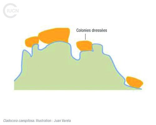 Oculina patagonica Similar Species (0030) FR