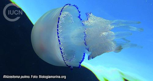 Rhopilema nomadica Similar Species (0010) ES