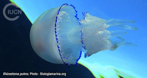 Rhopilema nomadica Similar Species (0010) FR