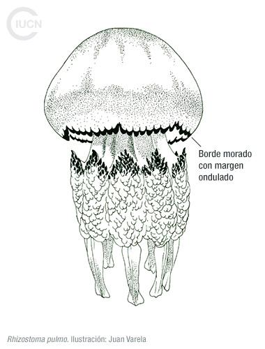 Rhopilema nomadica Similar Species (0020) EL