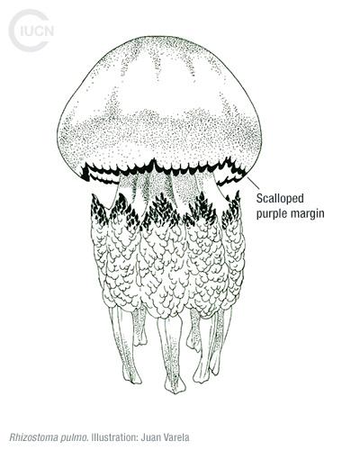 Rhopilema nomadica Similar Species (0020) TR