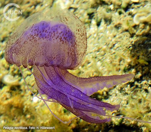 Rhopilema nomadica Similar Species (0030) EL