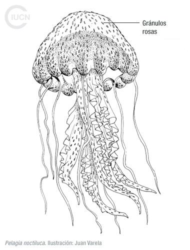 Rhopilema nomadica Similar Species (0040) ES