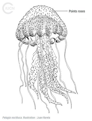 Rhopilema nomadica Similar Species (0040) FR