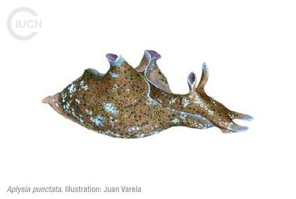 Aplysia dactylomela Similar Species (0010) EN