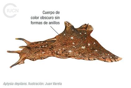 Aplysia dactylomela Similar Species (0020) EL