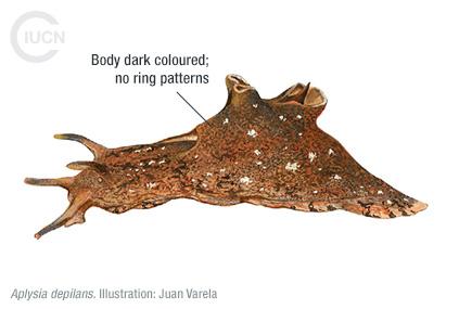 Aplysia dactylomela Similar Species (0020) EN