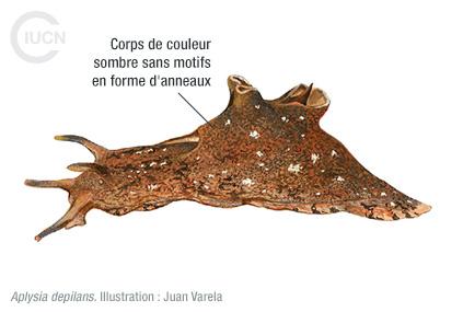 Aplysia dactylomela Similar Species (0020) FR