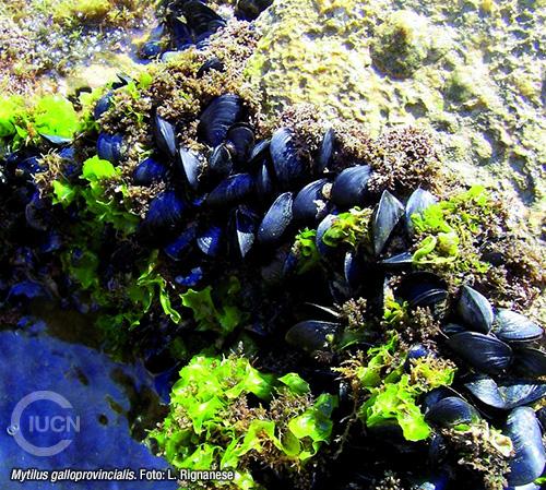 Arcuatula (Musculista) senhousia Similar Species (0010) ES