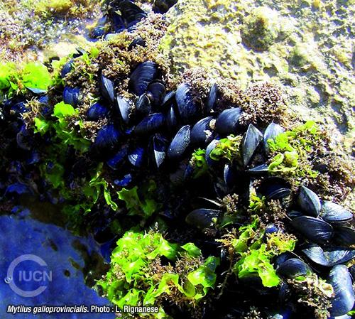 Arcuatula (Musculista) senhousia Similar Species (0010) FR