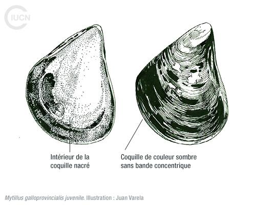 Arcuatula (Musculista) senhousia Similar Species (0020) FR