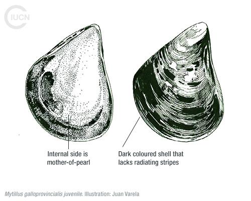 Arcuatula (Musculista) senhousia Similar Species (0020) TR