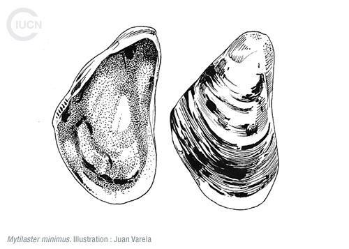 Brachidontes pharaonis Similar Species (0010) FR