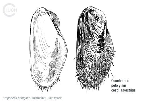 Brachidontes pharaonis Similar Species (0020) EL