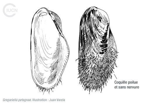 Brachidontes pharaonis Similar Species (0020) FR