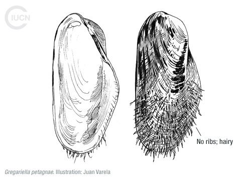 Brachidontes pharaonis Similar Species (0020) TR