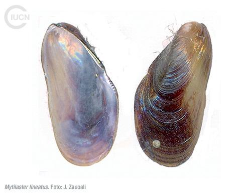 Brachidontes pharaonis Similar Species (0030) EL