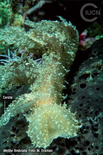 Bursatella leachii Similar Species (0010) EL