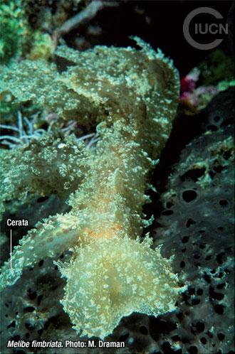 Bursatella leachii Similar Species (0010) EN