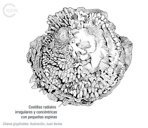 Chama pacifica Similar Species (0010) ES