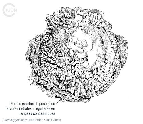 Chama pacifica Similar Species (0010) FR