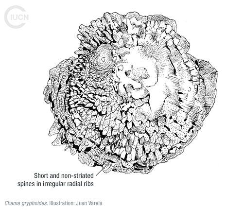 Chama pacifica Similar Species (0010) TR