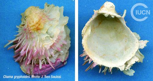 Chama pacifica Similar Species (0020) TR