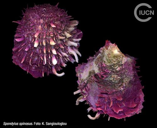 Chama pacifica Similar Species (0030) EL