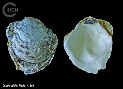 Crassostrea gigas Similar Species (0010) EN