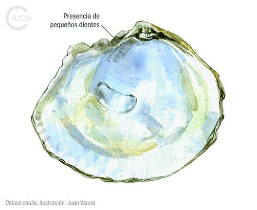 Crassostrea gigas Similar Species (0020) EL