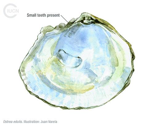 Crassostrea gigas Similar Species (0020) EN