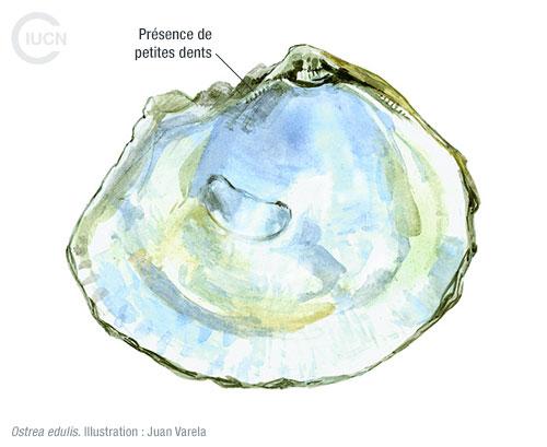 Crassostrea gigas Similar Species (0020) FR