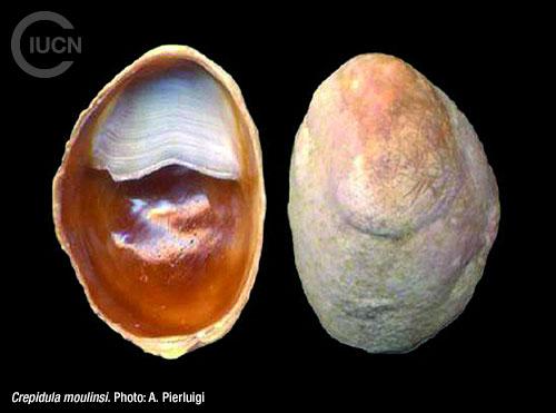 Crepidula fornicata Similar Species (0010) EN