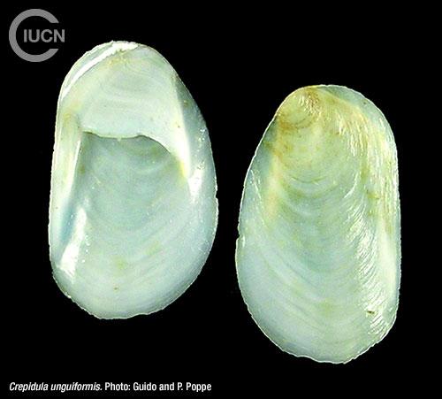 Crepidula fornicata Similar Species (0020) EN