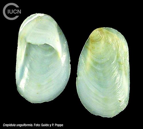 Crepidula fornicata Similar Species (0020) ES