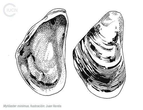 Limnoperna (Xenostrobus) securis Similar Species (0010) ES