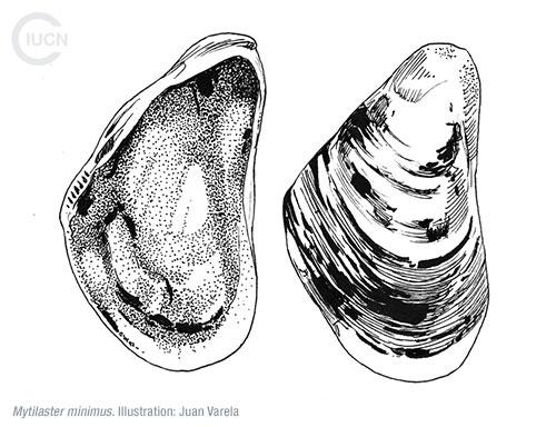 Limnoperna (Xenostrobus) securis Similar Species (0010) TR