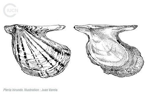 Pinctada imbricata radiata Similar Species (0010) FR