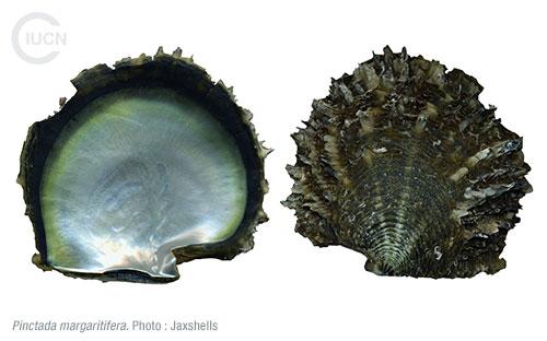 Pinctada imbricata radiata Similar Species (0020) FR